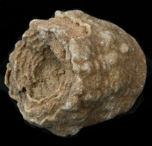 Flower-Like Sandstone Concretion - Pseudo Stromatolite #34214